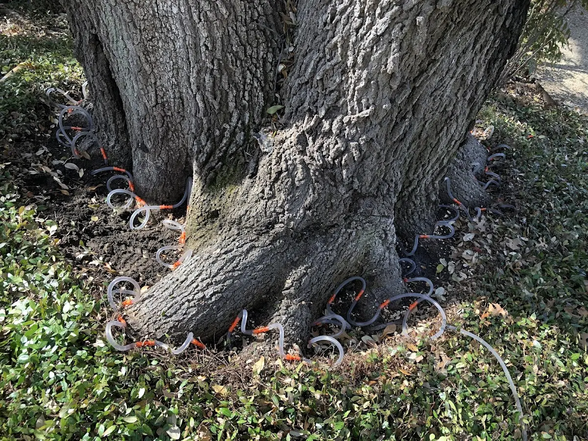 Detailed Tree Cabling and Bracing job site in Bimble