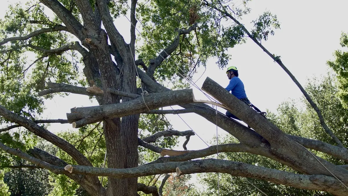 Professional Crown Thinning performed by certified arborists in Bimble